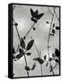 Nature Silhouette Silver IV-Danielle Carson-Framed Stretched Canvas