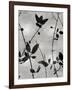 Nature Silhouette Silver IV-Danielle Carson-Framed Art Print