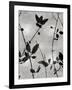 Nature Silhouette Silver IV-Danielle Carson-Framed Art Print