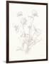 Nature Sketchbook VIII-Danhui Nai-Framed Art Print