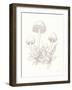 Nature Sketchebook IX-Danhui Nai-Framed Art Print