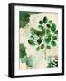 Nature Story III-Laura Horn-Framed Art Print