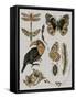 Nature Studies I-Melissa Wang-Framed Stretched Canvas