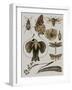 Nature Studies II-Melissa Wang-Framed Art Print