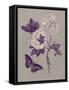 Nature Study in Plum & Taupe IV-null-Framed Stretched Canvas