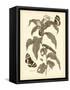 Nature Study in Sepia I-Maria Sibylla Merian-Framed Stretched Canvas