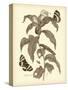 Nature Study in Sepia I-Maria Sibylla Merian-Stretched Canvas