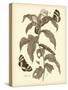 Nature Study in Sepia I-Maria Sibylla Merian-Stretched Canvas