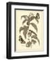 Nature Study in Sepia I-Maria Sibylla Merian-Framed Art Print