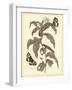 Nature Study in Sepia I-Maria Sibylla Merian-Framed Art Print