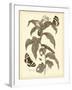 Nature Study in Sepia I-Maria Sibylla Merian-Framed Art Print