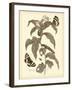 Nature Study in Sepia I-Maria Sibylla Merian-Framed Art Print