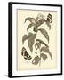 Nature Study in Sepia I-Maria Sibylla Merian-Framed Art Print