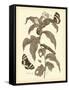 Nature Study in Sepia I-Maria Sibylla Merian-Framed Stretched Canvas