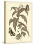 Nature Study in Sepia I-Maria Sibylla Merian-Stretched Canvas