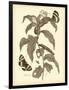 Nature Study in Sepia I-Maria Sibylla Merian-Framed Art Print