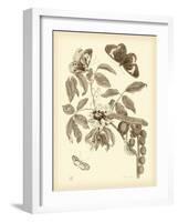 Nature Study in Sepia II-Maria Sibylla Merian-Framed Art Print