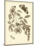 Nature Study in Sepia II-Maria Sibylla Merian-Mounted Art Print