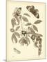 Nature Study in Sepia II-Maria Sibylla Merian-Mounted Art Print