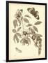 Nature Study in Sepia II-Maria Sibylla Merian-Framed Art Print