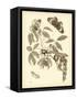 Nature Study in Sepia II-Maria Sibylla Merian-Framed Stretched Canvas