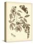 Nature Study in Sepia II-Maria Sibylla Merian-Stretched Canvas