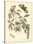 Nature Study in Sepia II-Maria Sibylla Merian-Stretched Canvas