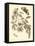 Nature Study in Sepia II-Maria Sibylla Merian-Framed Stretched Canvas