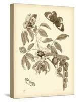 Nature Study in Sepia II-Maria Sibylla Merian-Stretched Canvas