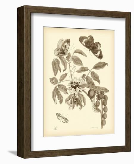 Nature Study in Sepia II-Maria Sibylla Merian-Framed Art Print