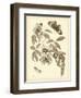 Nature Study in Sepia II-Maria Sibylla Merian-Framed Art Print