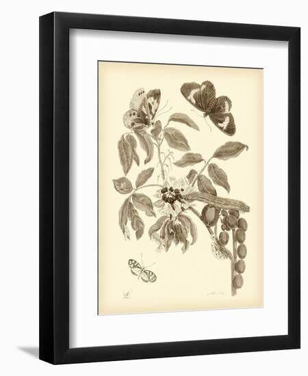 Nature Study in Sepia II-Maria Sibylla Merian-Framed Art Print