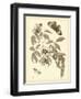 Nature Study in Sepia II-Maria Sibylla Merian-Framed Art Print