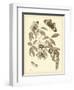 Nature Study in Sepia II-Maria Sibylla Merian-Framed Art Print