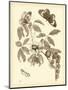 Nature Study in Sepia II-Maria Sibylla Merian-Mounted Art Print