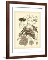 Nature Study in Sepia III-Maria Sibylla Merian-Framed Art Print