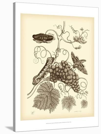 Nature Study in Sepia III-Maria Sibylla Merian-Stretched Canvas