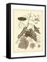 Nature Study in Sepia III-Maria Sibylla Merian-Framed Stretched Canvas