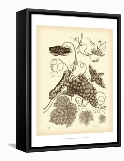 Nature Study in Sepia III-Maria Sibylla Merian-Framed Stretched Canvas