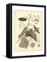 Nature Study in Sepia III-Maria Sibylla Merian-Framed Stretched Canvas