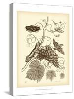 Nature Study in Sepia III-Maria Sibylla Merian-Stretched Canvas