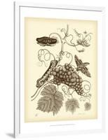 Nature Study in Sepia III-Maria Sibylla Merian-Framed Art Print