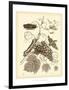 Nature Study in Sepia III-Maria Sibylla Merian-Framed Art Print