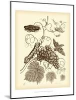 Nature Study in Sepia III-Maria Sibylla Merian-Mounted Art Print