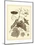 Nature Study in Sepia III-Maria Sibylla Merian-Mounted Art Print