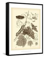 Nature Study in Sepia III-Maria Sibylla Merian-Framed Stretched Canvas