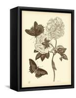 Nature Study in Sepia IV-Maria Sibylla Merian-Framed Stretched Canvas