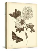 Nature Study in Sepia IV-Maria Sibylla Merian-Stretched Canvas