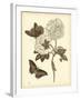 Nature Study in Sepia IV-Maria Sibylla Merian-Framed Art Print