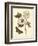 Nature Study in Sepia IV-Maria Sibylla Merian-Framed Art Print